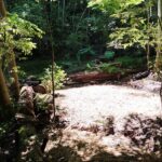 里山の環境改善講座（2023年度第四回）「広場づくり」レポート